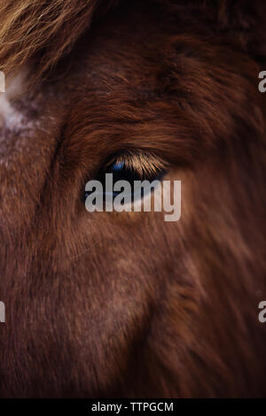 Close up d'un poney islandais Chestnut's Eye en Islande Banque D'Images