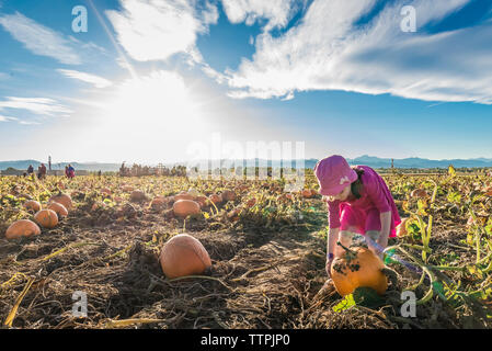 Girl picking pumpkin en se tenant à l'exploitation agricole biologique contre le ciel au cours de journée ensoleillée Banque D'Images