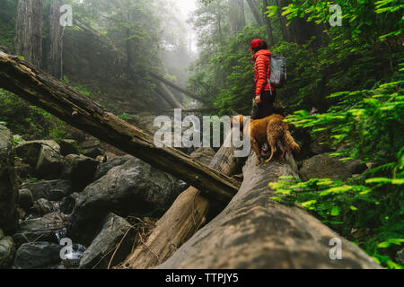 Vue latérale du woman with dog standing on log in forest Banque D'Images