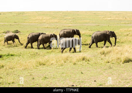 La marche des éléphants on grassy field Banque D'Images