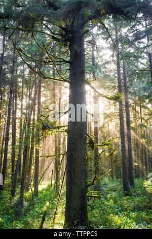 Arbres et plantes croissant dans Redwood Parcs nationaux et d'État Banque D'Images