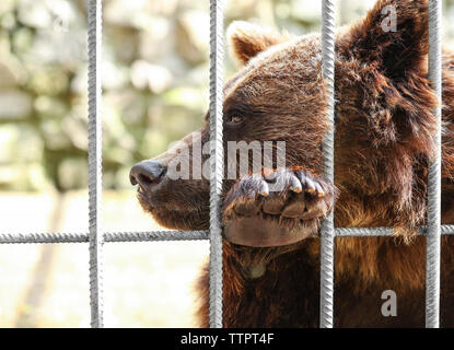 Dans la cage de l'ours, gros plan Banque D'Images