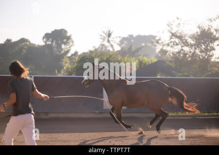 Vue arrière de la femme cheval formation au ranch Banque D'Images