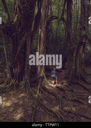 Jeune homme sous le vieil arbre Banque D'Images