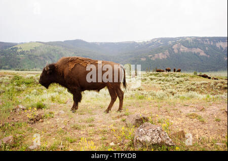 Bisons américains sur les champs par mountain against sky Banque D'Images