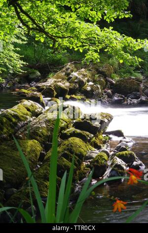 Fleur Orange Reed de rapides le long de la rivière Dart passant par Hembury Woods sur une fin d'après-midi d'été. Ashburton, Dartmoor, Devon, UK. Banque D'Images