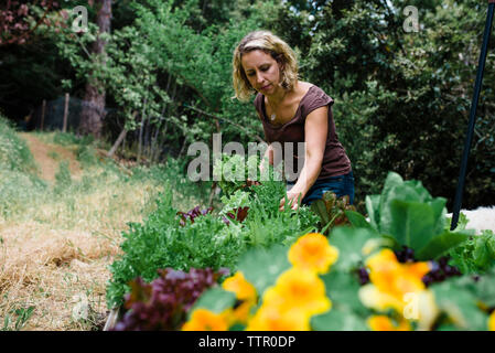 Low angle view of woman examining plants debout contre des arbres en forêt Banque D'Images