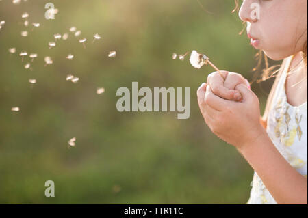 Portrait girl blowing dandelion seed en se tenant sur le terrain herbeux Banque D'Images