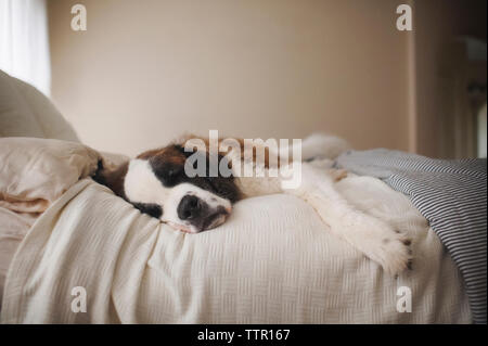 Saint Bernard lying on bed at home Banque D'Images