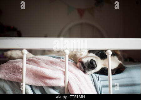 Close-up de Saint Bernard lying on bed at home Banque D'Images