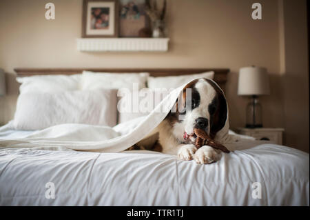 Grand Saint Bernard chien jette sous couverture pour le lit à la maison de jouets à mâcher Banque D'Images