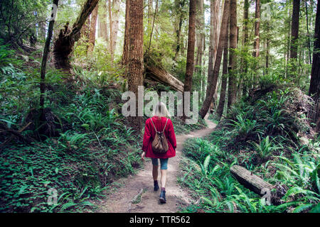 Vue arrière du femme marche sur route au milieu d'arbres en forêt