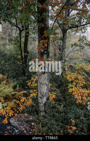 Vue panoramique sur les arbres et les plantes qui poussent dans la forêt en automne Banque D'Images