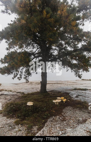 Arbre qui pousse sur la montagne au parc d'état de Minnewaska préserver pendant temps de brouillard Banque D'Images