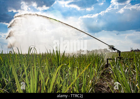 Pulvériser de l'eau gicleurs sur les cultures de canne à sucre contre ciel nuageux à farm Banque D'Images