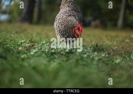 Hen perching on grassy field in yard Banque D'Images