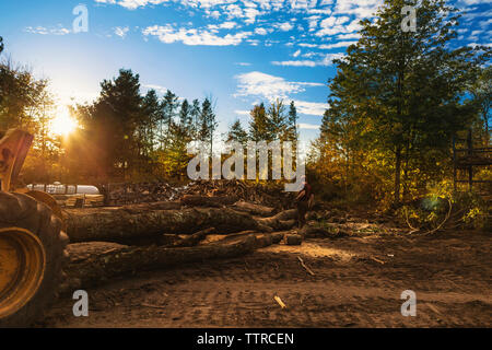 Coupe homme de sciage d'arbres sur terrain en forêt durant le coucher du soleil Banque D'Images