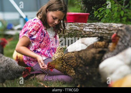 Fille jouant avec les poules dans la cour Banque D'Images