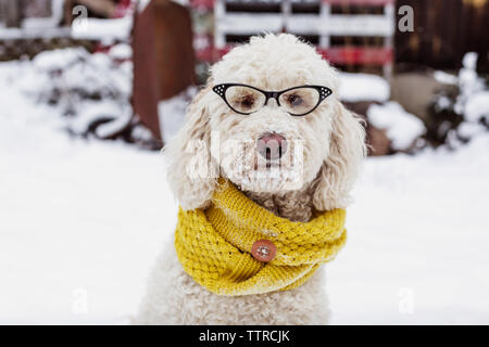 Portrait de caniche à lunettes sur champ neigeux Banque D'Images