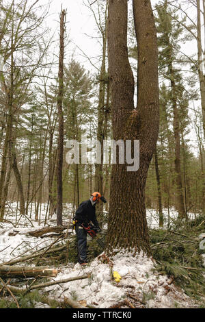 La longueur totale de l'homme dans la forêt de l'arbre de sciage Banque D'Images