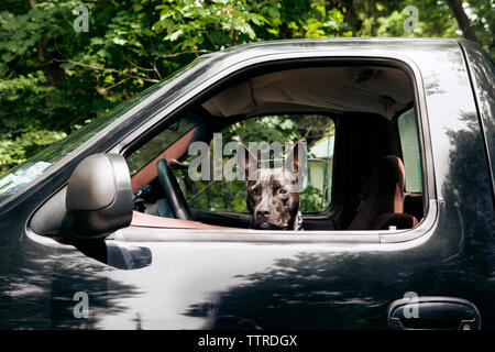 Close-up of dog en camionnette vu si window Banque D'Images