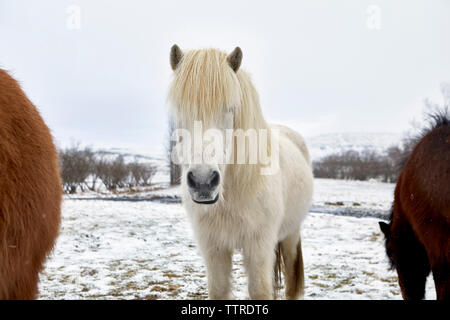 Chevaux Islandais debout sur terrain au cours de l'hiver Banque D'Images