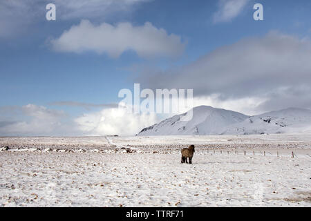 Icelandic Horse debout sur un paysage against sky Banque D'Images