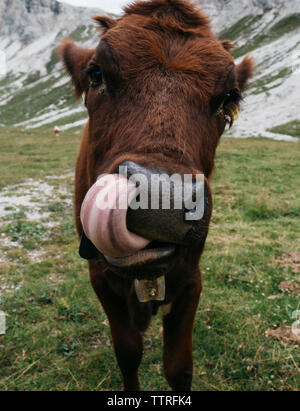 Portrait de vache sticking out tongue en se tenant sur le terrain herbeux Banque D'Images