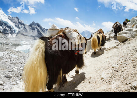 Les yacks marche sur sentier à Mt. Everest against sky Banque D'Images