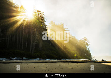 Low angle view of le soleil qui rayonne à travers les arbres at beach Banque D'Images