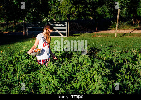 Girl holding les tomates dans une passoire tout en se tenant au milieu des plants au potager Banque D'Images