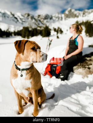 Female hiker et chien assis sur champ neigeux contre montagne Banque D'Images