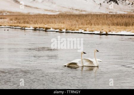 Nager dans le lac des cygnes trompettes en hiver Banque D'Images