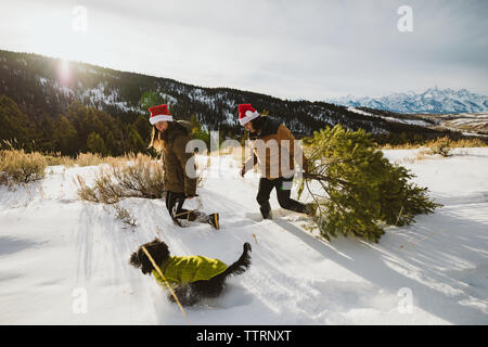 Couple avec leur chien de la randonnée dans la neige après abattage d'arbre de Noël