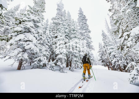 Chefs de skieurs dans les bois sur une aventure de l'arrière-pays dans le Wyoming Banque D'Images