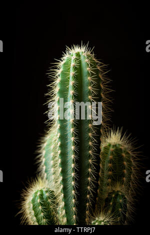 Close-up of cactus sur fond noir Banque D'Images