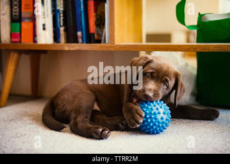 Chiot labrador chocolat à jouer avec des jouets à la maison bleue Banque D'Images