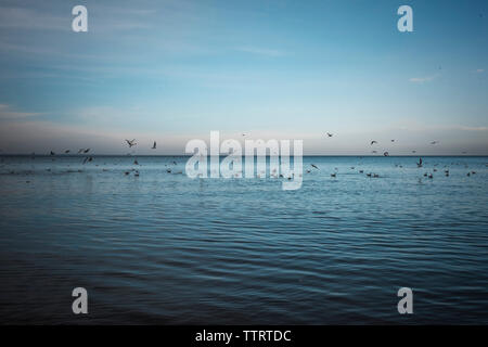 Silhouette birds flying over lake contre le ciel bleu au coucher du soleil Banque D'Images