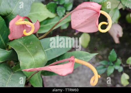 Anthurium scherzerianum, également connu sous le nom de Flamingo Flower et queue de cochon Anthurium Banque D'Images