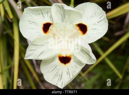 Dietes bicolor communément appelé iris papillon ou quinzaine de Lily Banque D'Images