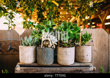 Les plantes succulentes en pot disposés sur la table contre le mur à l'arrière-cour Banque D'Images