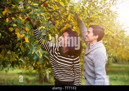 Smiling couple picking apples in orchard Banque D'Images