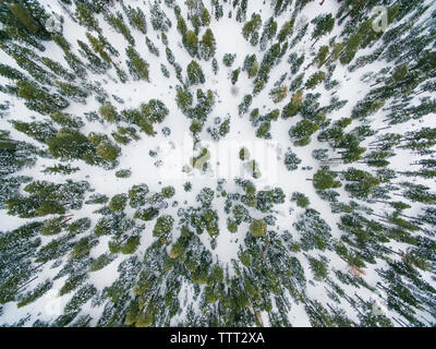 Vue aérienne de la forêt couverte de neige Banque D'Images