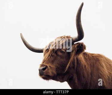 Close-up of Highland cattle against clear sky Banque D'Images