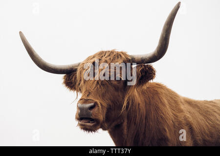 Close-up of Highland cattle avec bouche ouverte contre le ciel clair Banque D'Images