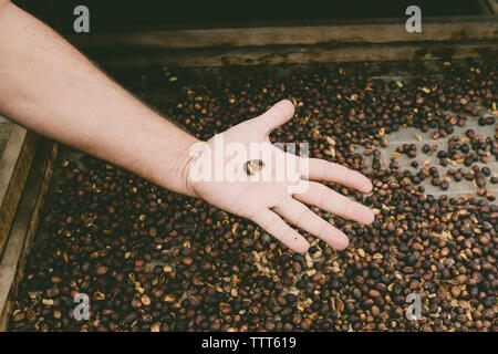 Close-up of a man's hand holding a coffee bean à Agaete, Gran Canaria Banque D'Images