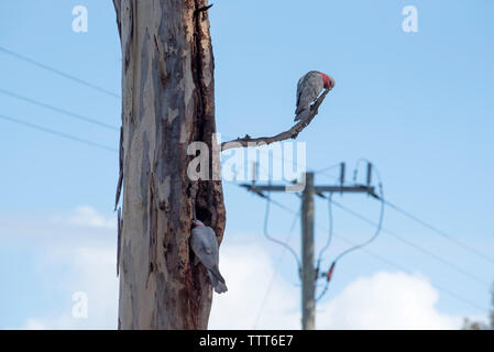 Un couple d'oiseaux australiens Pink Galah (Eolophus roseicapilla) qui s'accouplent, on assiste au nid creux de l'arbre tandis que son compagnon surveille une branche à proximité Banque D'Images