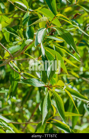 Le peuplier (Populus angustifolia) les feuilles des arbres au printemps, Castle Rock Colorado nous. Photo prise en juin. Banque D'Images