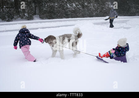 Chien de Traîneau par fille tirant avec sœur alors que père enlever la neige de la route en hiver Banque D'Images