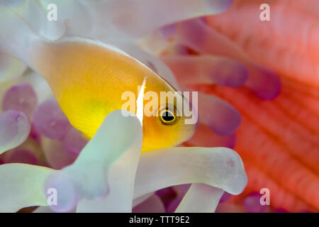 Poisson clown (amphiprion perideraion rose) piscine au milieu d'anémone de mer magnifique Banque D'Images